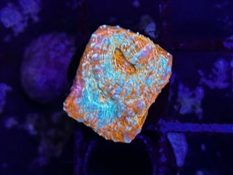HGC Melted Convict Chalice Coral 1