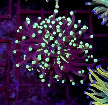 HGC Indo Torch Coral