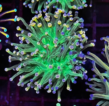 HGC Cotton Candy Torch Coral 1
