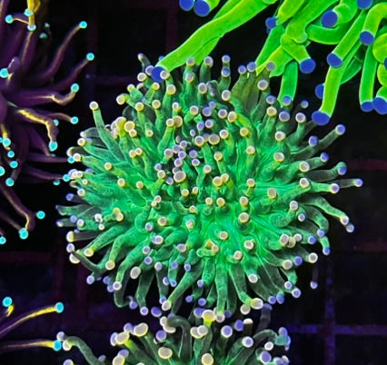HGC Cotton Candy Torch Coral 2