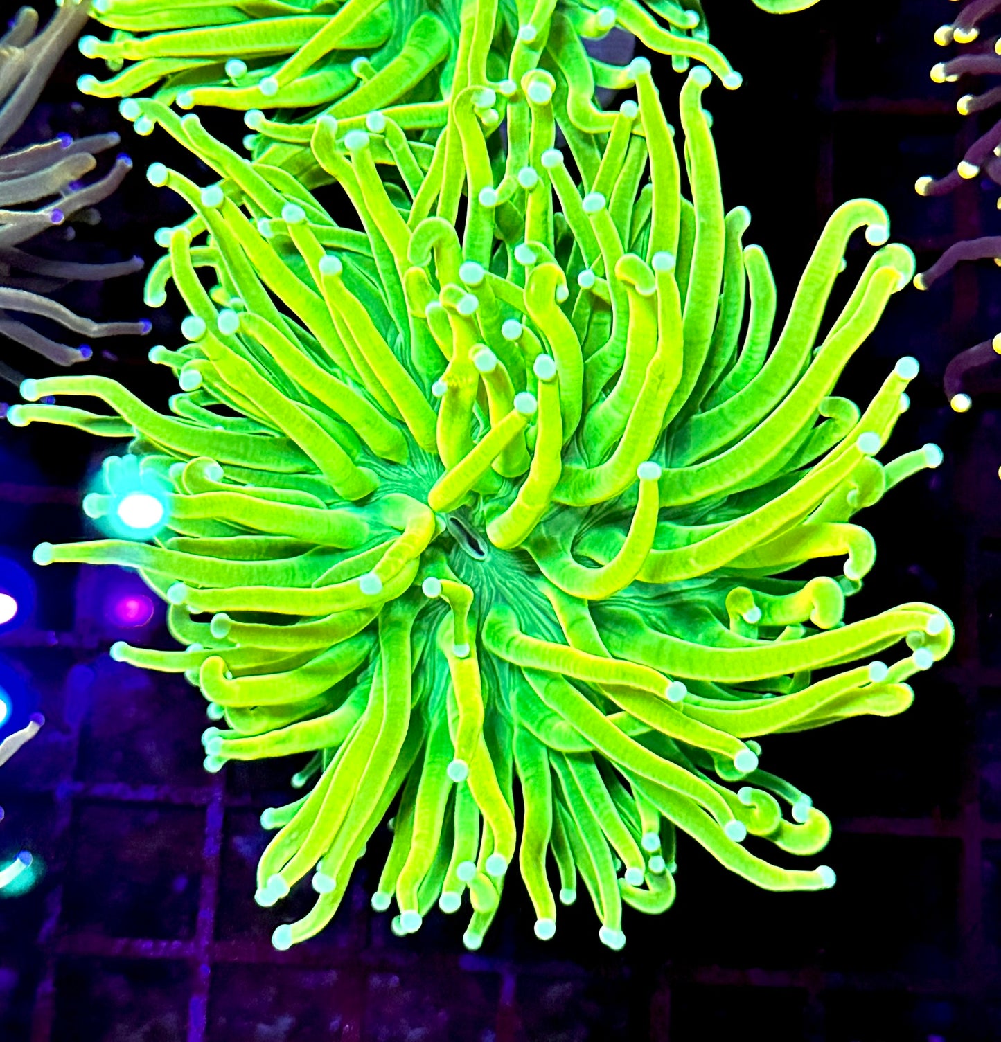 HGC Prenup Holy Grail Torch Coral 1