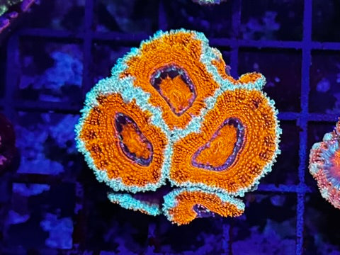 HGC Acan Lord Coral