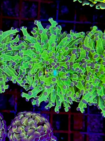 HGC Neon Frogspawn Coral 4