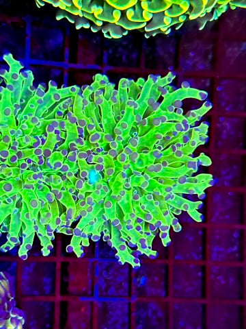 HGC Neon Frogspawn Coral 5