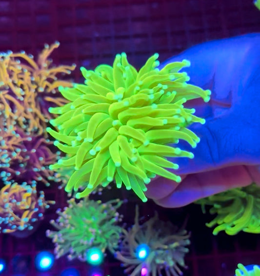 HGC Prenup Holy Grail Torch Coral