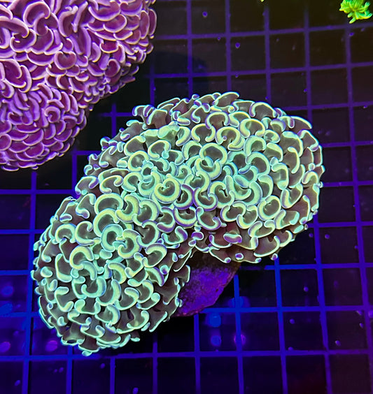 HGC Ausie Rainbow Hammer Coral 7"-8"