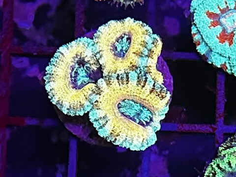 HGC Ultra Unique Micromusa “Acan” Lord Coral 2