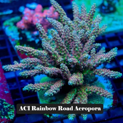 ACI Aquaculture Acro Frag Pack E - Frag to Order 100% Aquacultured 3-7 Frags