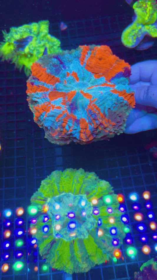 HGC Ultra Rainbow Acanthophyllia