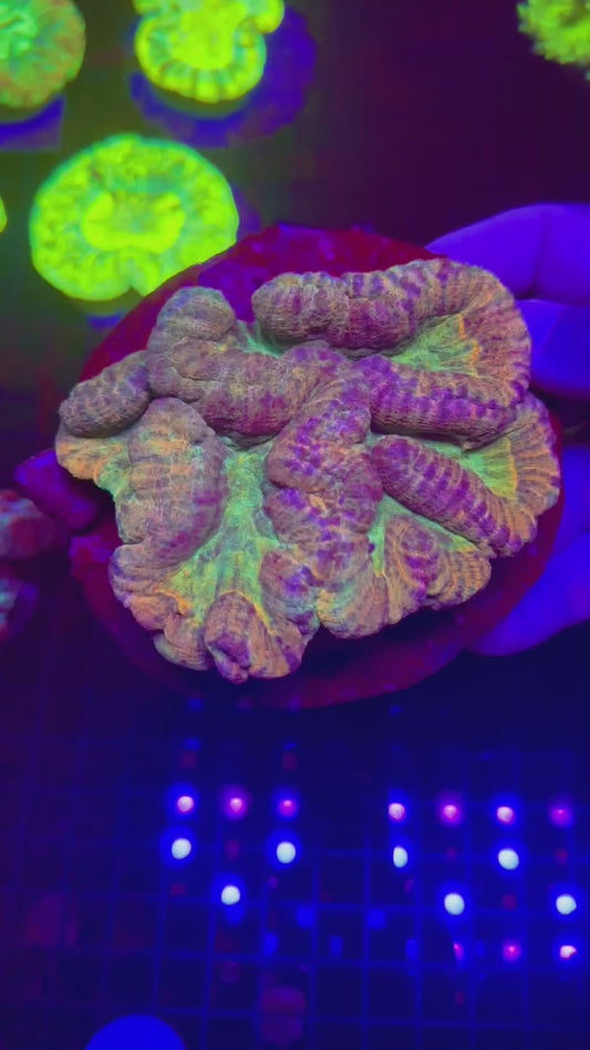HGC Rainbow Symphyllia Coral