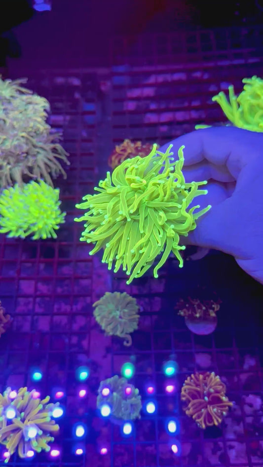 HGC Prenup Holy Grail Torch Coral 2