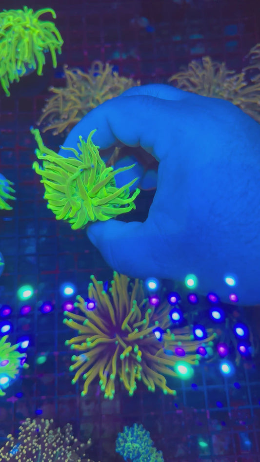 HGC Holy Grail Torch Coral 1