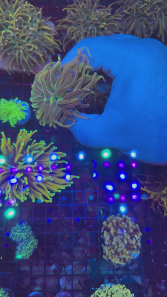 Dragon Tamer Torch Coral