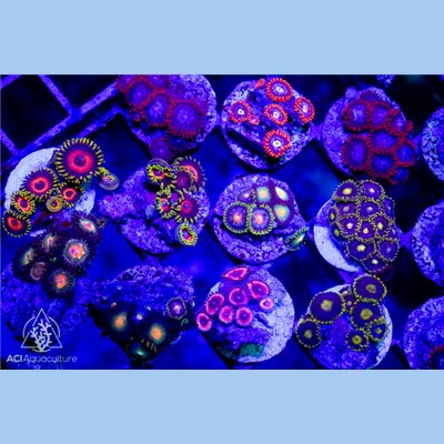 Mystery Utra Zoa Frag Packs - 10 or 20 packs - Multi-Polyp Frags!!!
