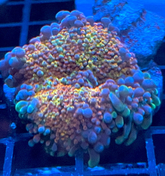 Rainbow Ricordia Yuma Mushroom Coral