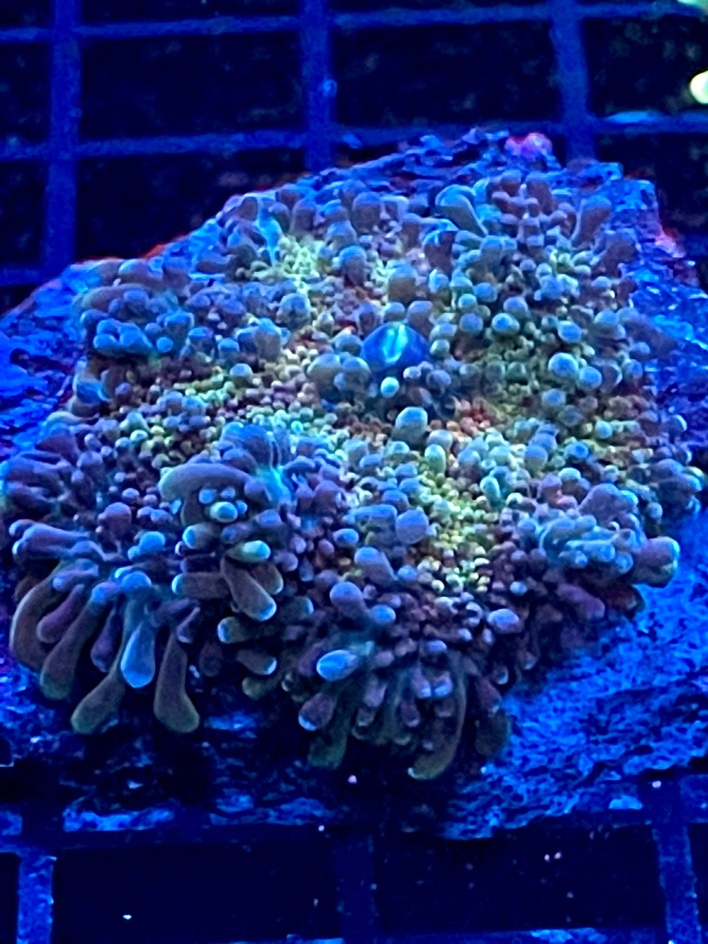 Rainbow Ricordia Yuma Mushroom Coral 2