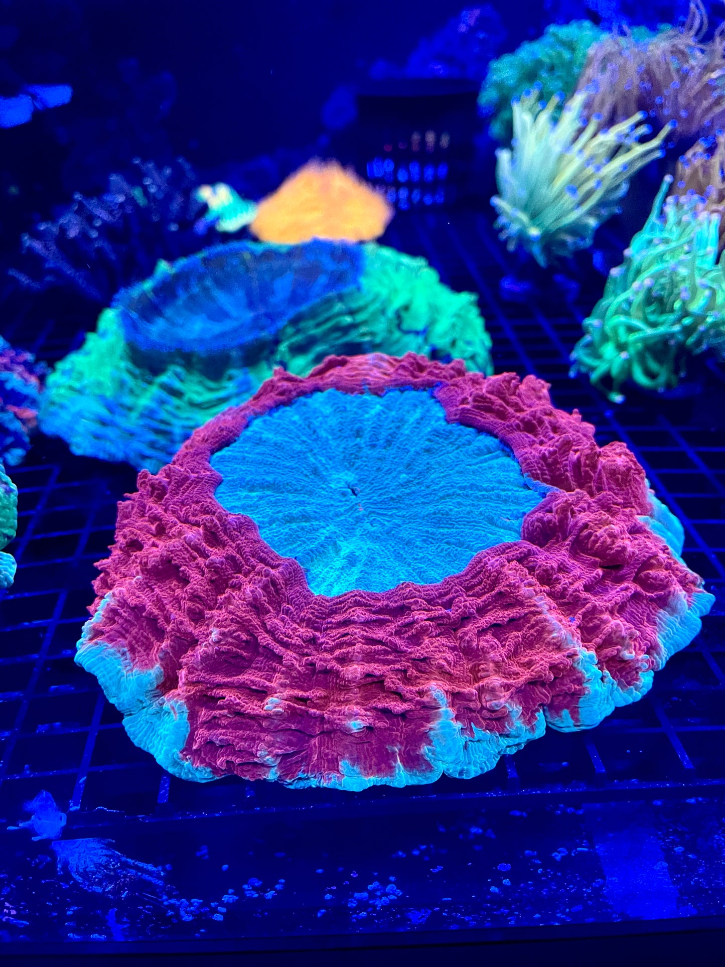 XL Acanthophyllia Coral