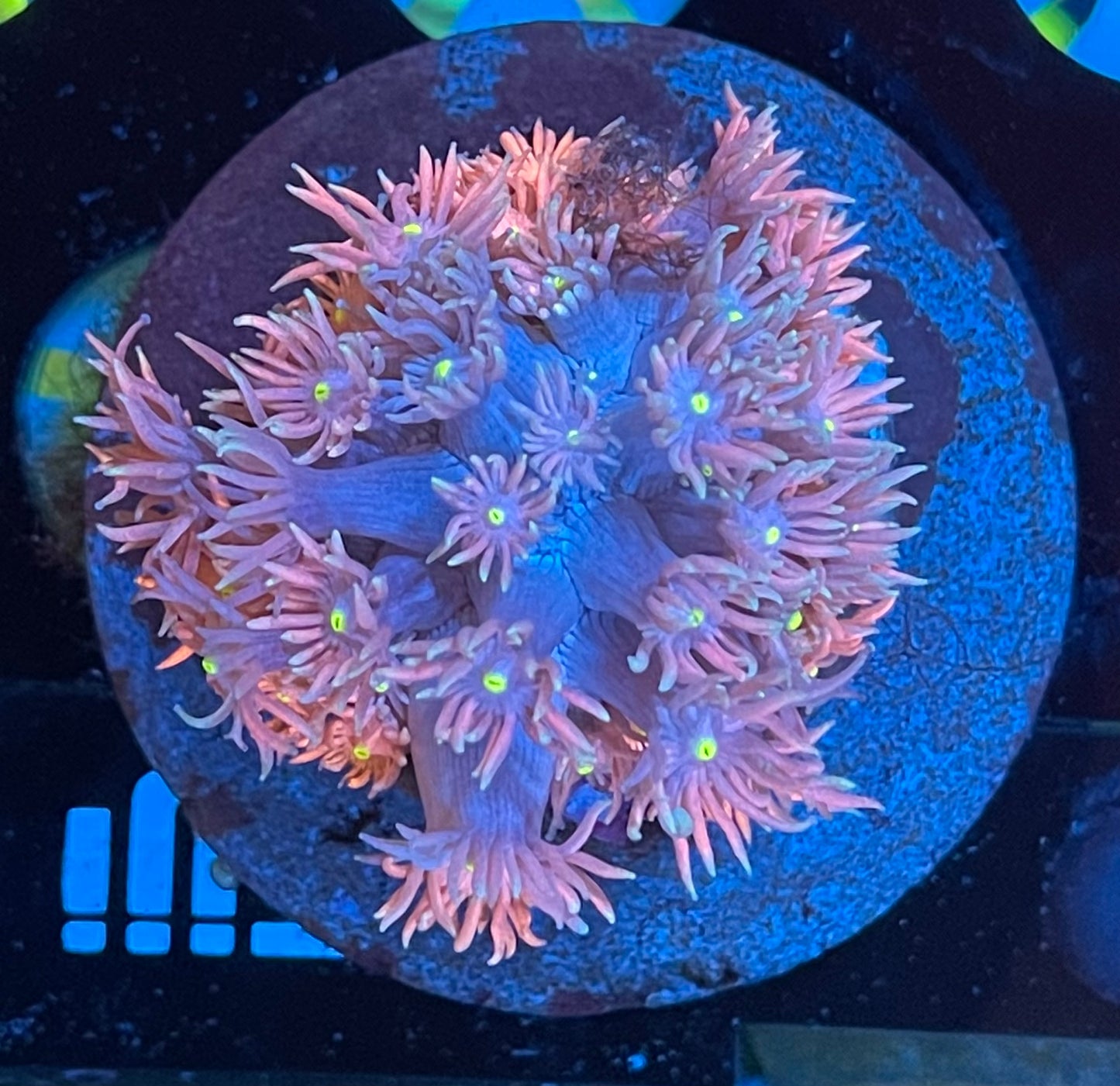 Rainbow Goniopora Coral