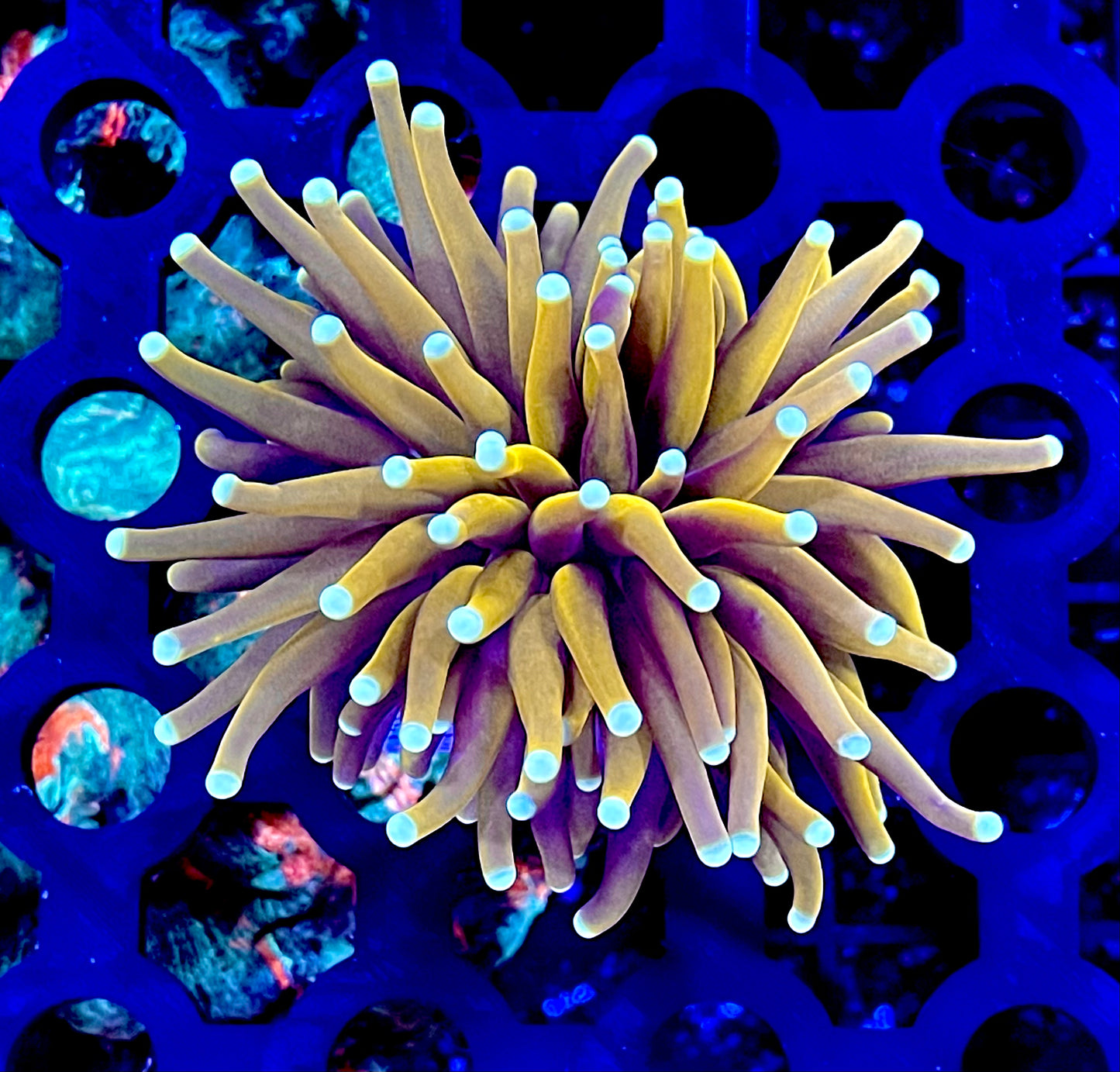Banana Torch Variant Coral